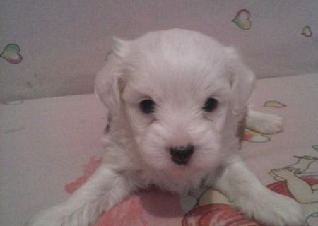 catei spre adoptie catei spre adoptie