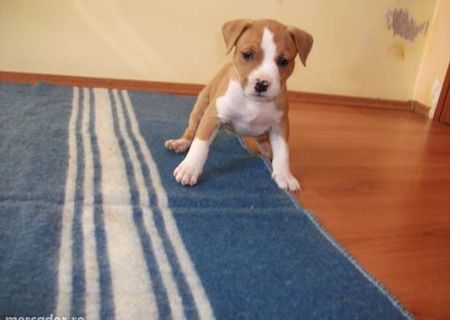 cateii amstaff