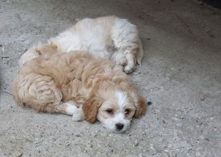 catel bichon havanese catel bichon havanese