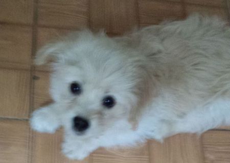 catel bichon havanese, 3 luni