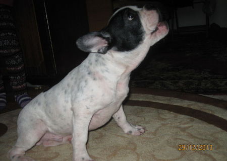 catel Bulldog francez