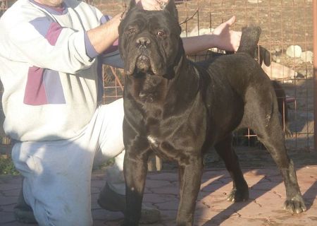 catel cane corso negru frumoss