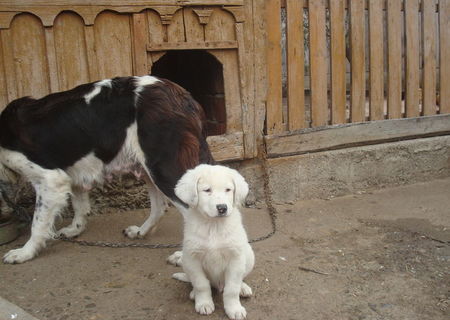 Catel Ciobanesc de Bucovina