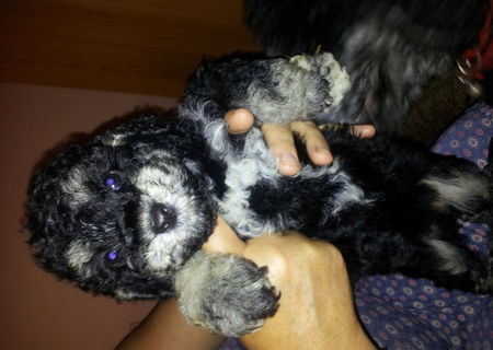 catel de rasa caniche