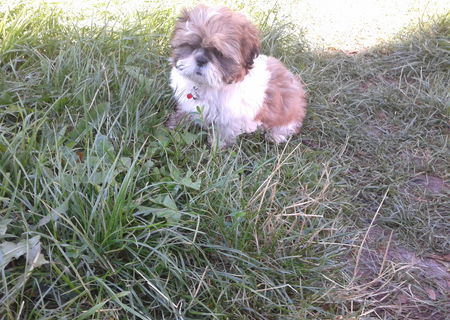 catel de rasa Shi-Tzu