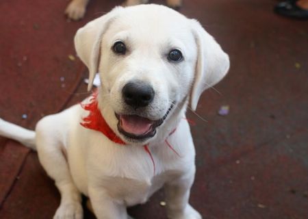 catel labrador