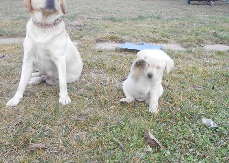 catel labrador  sapte  saptamani