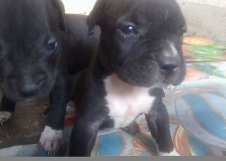 Catel pitbull