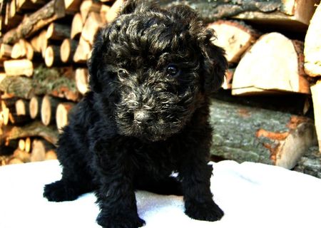 catel Puli de vanzare