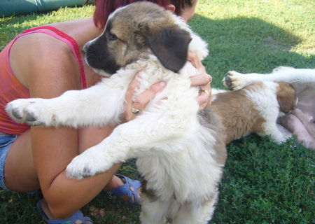 catel saint bernard metis,8saptamani
