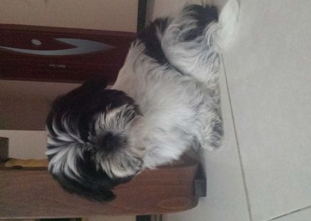 catel shi.tzu
