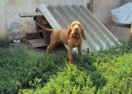 Catel Vizsla Maghiara de vanatoare! Deosibit. Catel Vizsla Maghiara de vanatoare! Deosibit.