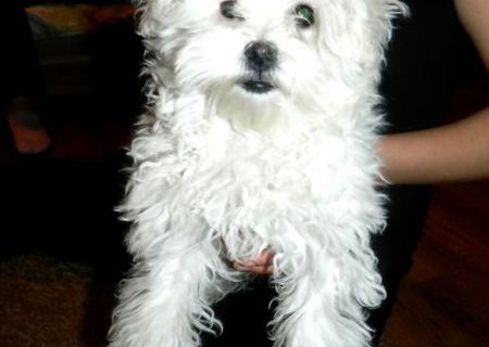 Catelus Bichon