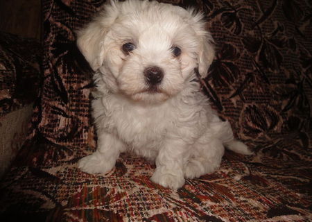 Catelus bichon maltez alb