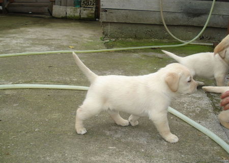 Catelus Labrador de vanzare