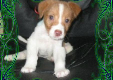 catelus pentru adoptie catelus pentru adoptie