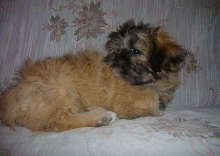 catelus shih tzu