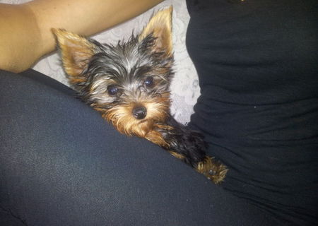Catelus Yorshire terrier TOY MINNI
