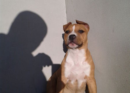 catelusa amstaff