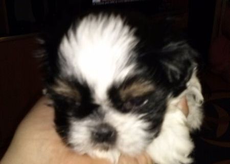 Catelusa de rasa shih tzu