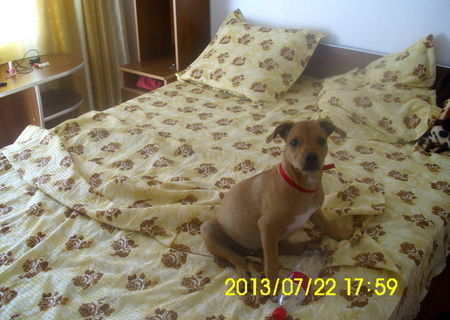 Catelusa  rasa Amstaff
