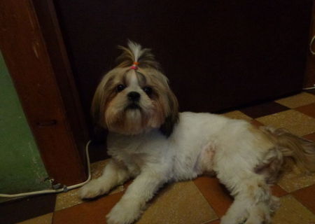 Catelusa shih-tzu