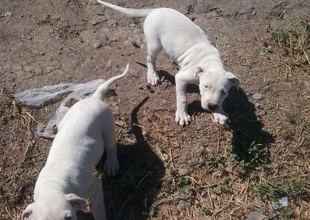 CATELUSE DOG ARGENTINIAN
