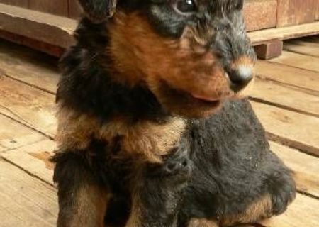 Catelusi Airedale Terrier