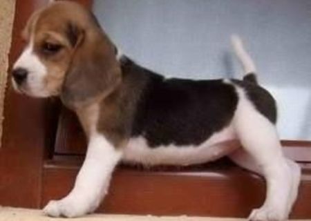 CATELUSI BEAGLE DE VINZARE
