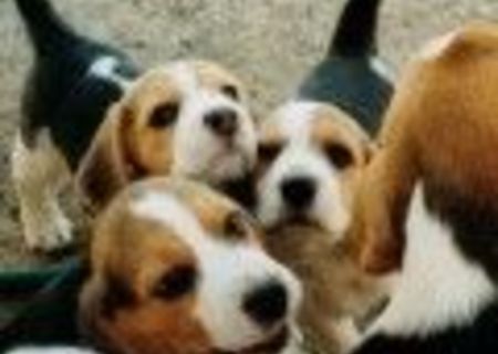 CATELUSI BEAGLE DE VINZARE