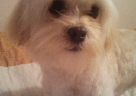 catelusi bichon