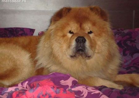 catelusi chow-chow