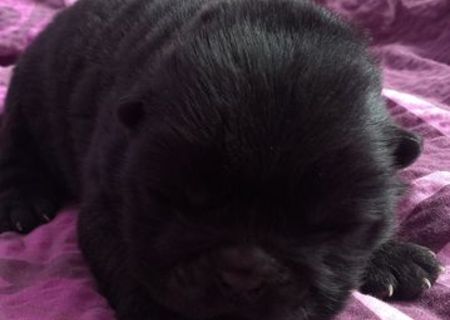 catelusi chow chow