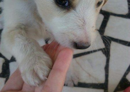 Catelusi de talie mica spre adoptie Catelusi de talie mica spre adoptie