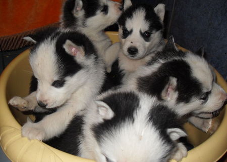 catelusi Hasky SIberian de vanzare