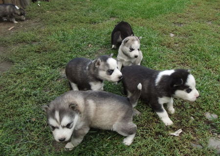 Catelusi husky Catelusi husky