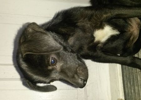 Catelusi pentru adoptie Catelusi pentru adoptie