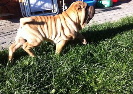 Catelusi rasa SHAR PEI