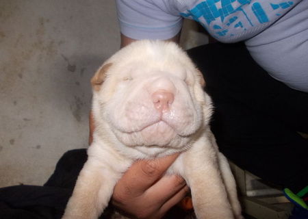 catelusi shar-pei