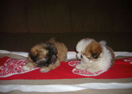 catelusi shih tzu