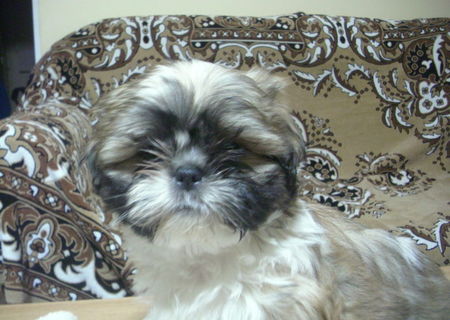 catelusi shih-tzu