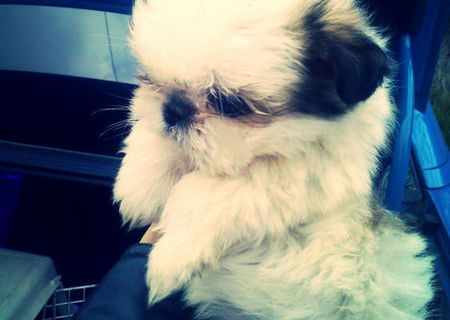 Catelusi Shih Tzu