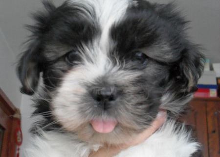 Catelusi Shih-tzu de vanzare!!!