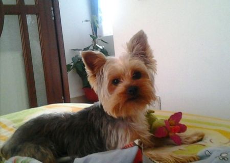 Caut catelusa yorkshire terrier pentru imperechere