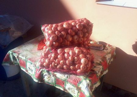 Ceapa alba de gradina produs natural 100% BIO in plase de 10 kg cu transport asigurat!