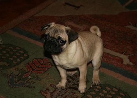 cel mai frumos cadou pentru oricine o catelusa mops/pug