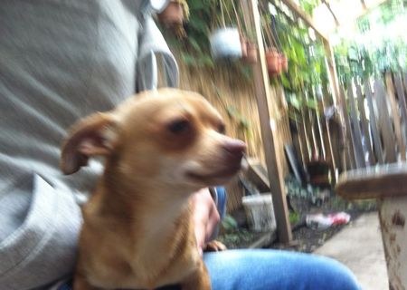 Chihuahua cafeniu
