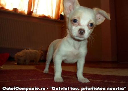 Chihuahua puiuti bej, albi si negri Chihuahua puiuti bej, albi si negri