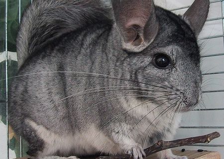 chinchilla .