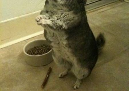 chinchilla de vanzare